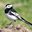 Wagtail