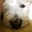 Westiemum