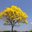 Yellow tree 118