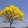 Yellow tree 118