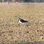 Lapwing Lover