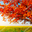 Autumn_Trees