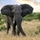 Emmalephant