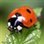 Ladybird
