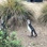 Penguinfan 