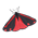 Cinnabar_wing