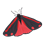 Cinnabar_wing