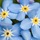 forget_me_not48