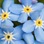 forget_me_not48