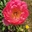 Flower1234