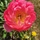Flower1234