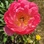 Flower1234