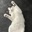 shannon_04