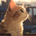 kittencuddles21