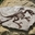 ViridisSilviTyrannus