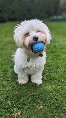 Maltese terrier called Rupert sat in a garden chewing a blue ball.